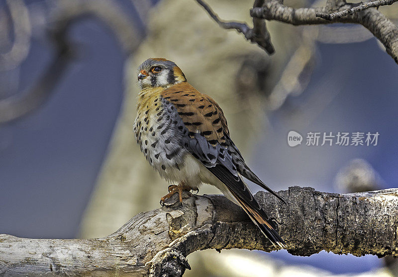 美洲红隼(Falco sparverius)是北美体型最小、最常见的隼。黄石国家公园，怀俄明州。